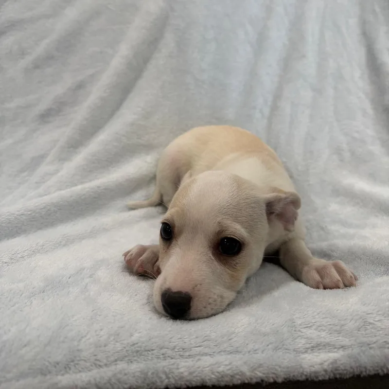 A baby small-sized male White / Cream Chihuahua dog named Sirloin for adoption in Phoenix, AZ