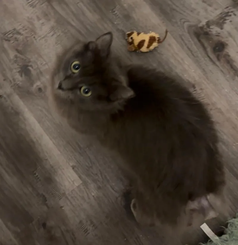 Miss Shorelineportofino Petsmart thumbnail 2