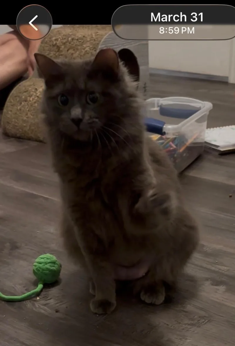 Miss Shorelineportofino Petsmart thumbnail 3