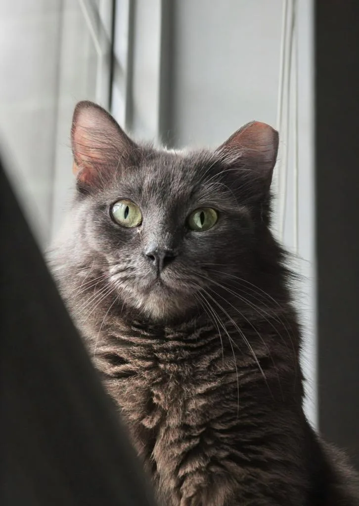 A young medium-sized female Gray / Blue / Silver Domestic Medium Hair cat named Miss Shorelineportofino Petsmart for adoption in Spring, TX