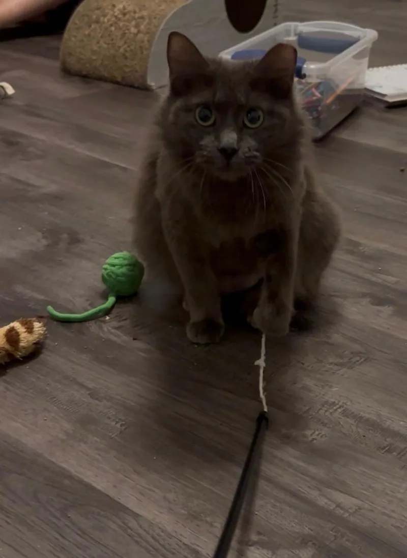 Miss Shorelineportofino Petsmart thumbnail 4