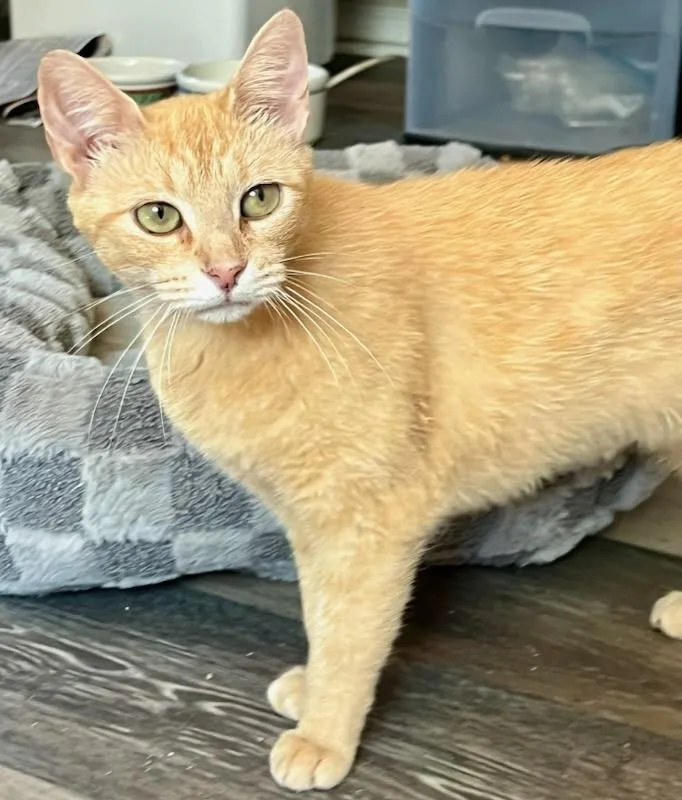 Ari