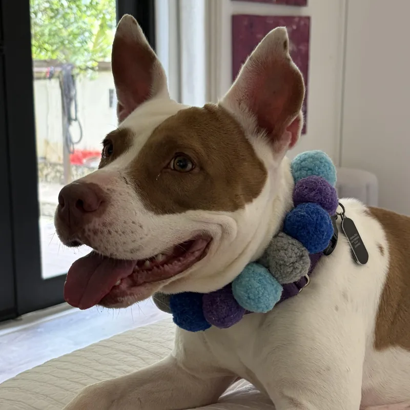 An adult medium-sized female White / Cream Pit Bull Terrier dog named Dulce for adoption in Lake Forest, IL
