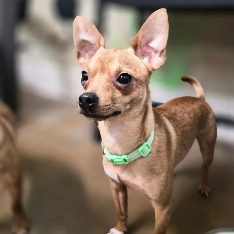 A young small-sized male Chihuahua dog named Beans for adoption in Riverside, CA