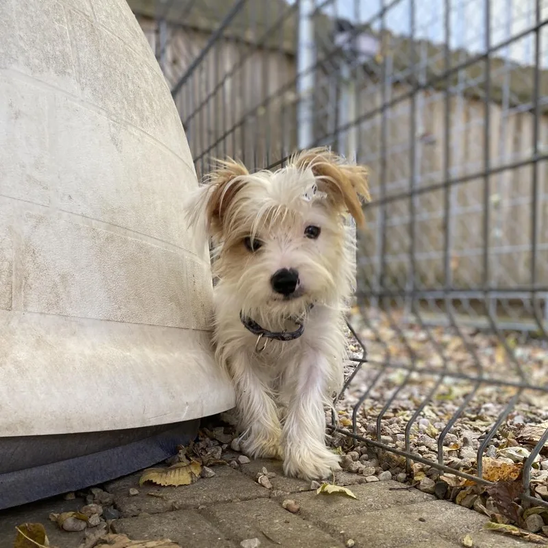 A young small-sized male Yorkshire Terrier dog named Pippin for adoption in Madison, WI