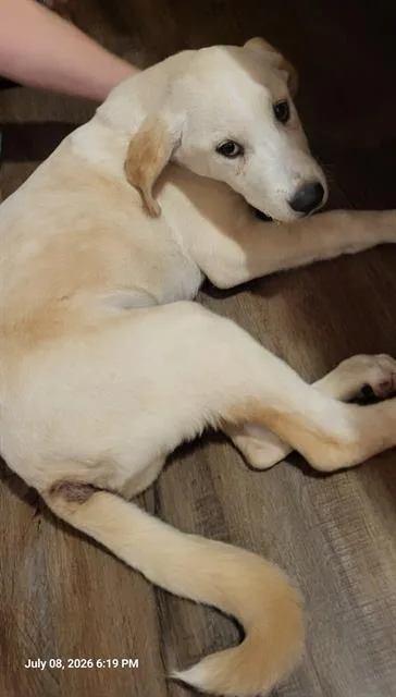 A young medium-sized male Labrador Retriever dog named Kilo Kash for adoption in San Antonio, TX