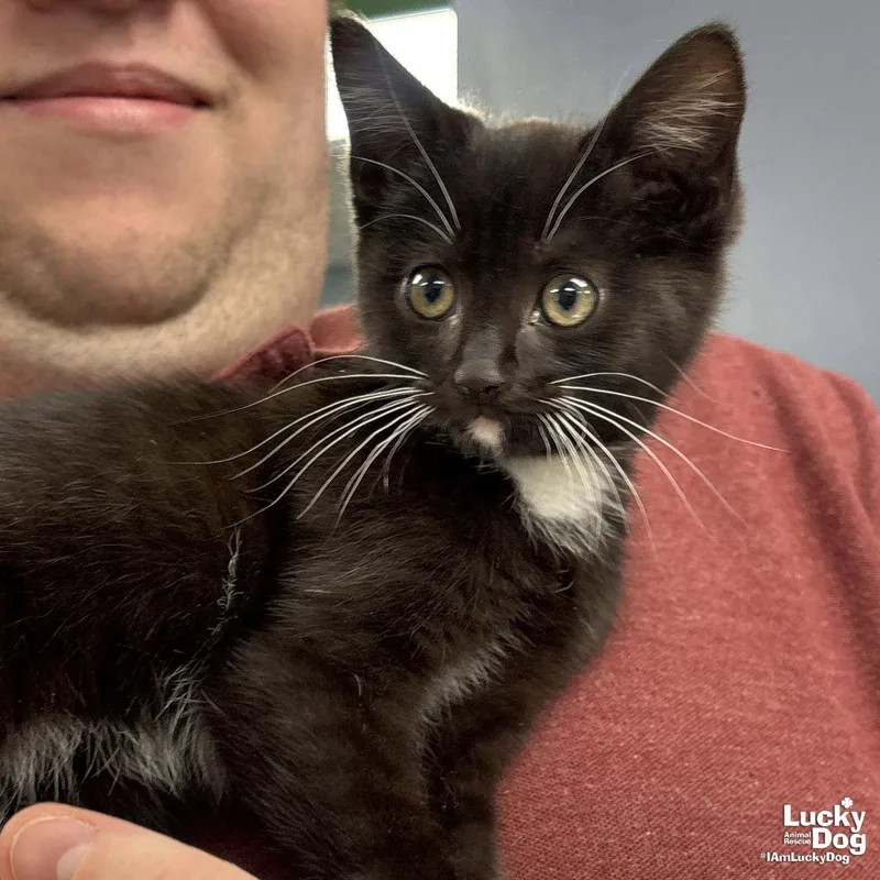 A baby medium-sized male Domestic Short Hair cat named Pawley for adoption in Washington, DC