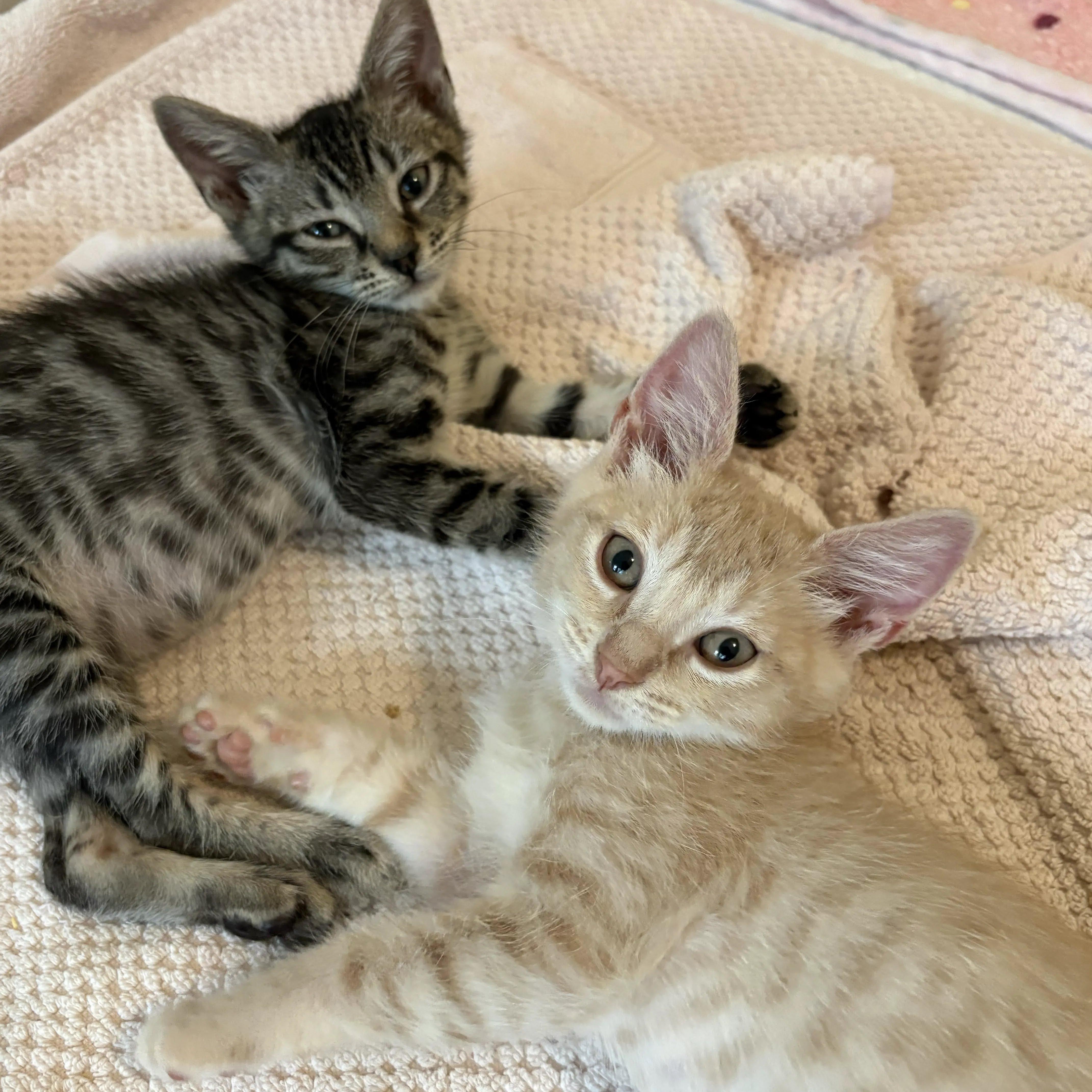 A baby medium-sized male Tabby cat named Applesauce for adoption in Montclair, NJ