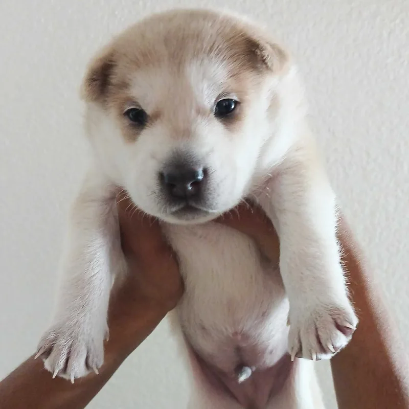 A baby small-sized male Yellow / Tan / Blond / Fawn Husky dog named Zanja for adoption in Riverside, CA