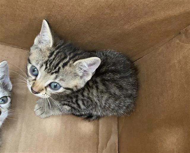A baby medium-sized male Domestic Short Hair cat named Whiskey for adoption in Dallas, TX
