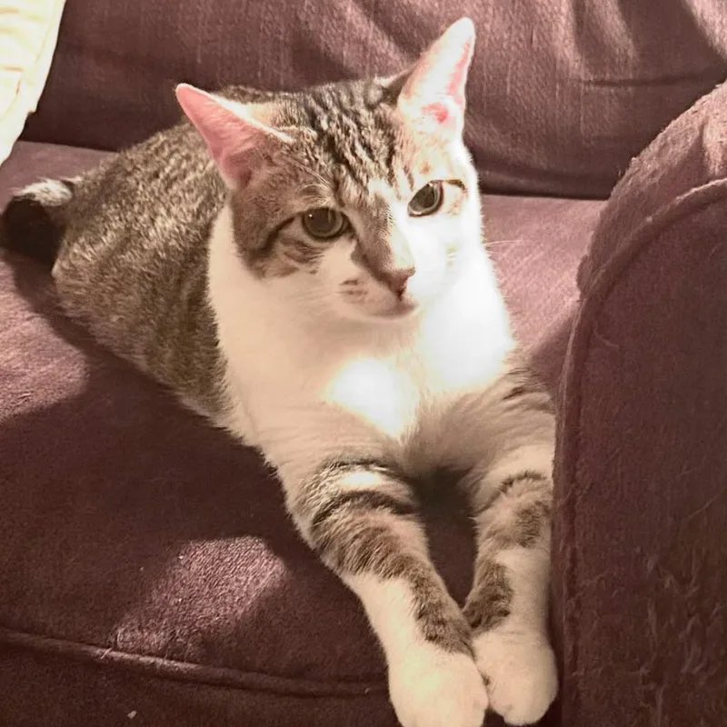 An adult large-sized male Tabby (Gray / Blue / Silver) Domestic Short Hair cat named Herbie for adoption in DuBois, PA