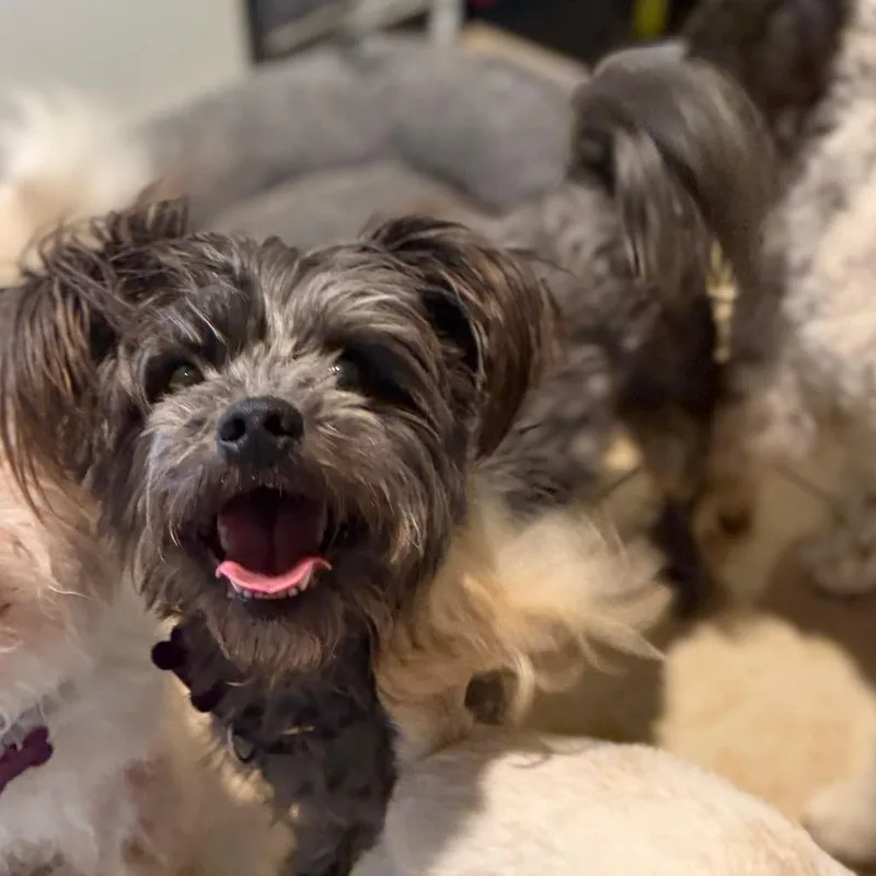 An adult small-sized male Yorkshire Terrier dog named Miles for adoption in Phoenix, AZ