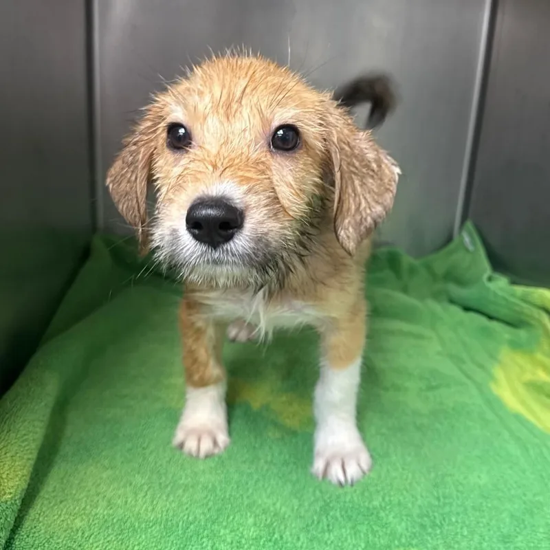 A baby medium-sized male Terrier dog named Aster for adoption in Danbury, CT