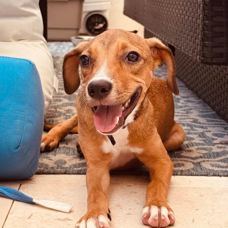 A young small-sized female Brown / Chocolate Mixed Breed dog named Toucari for adoption in Naples, FL