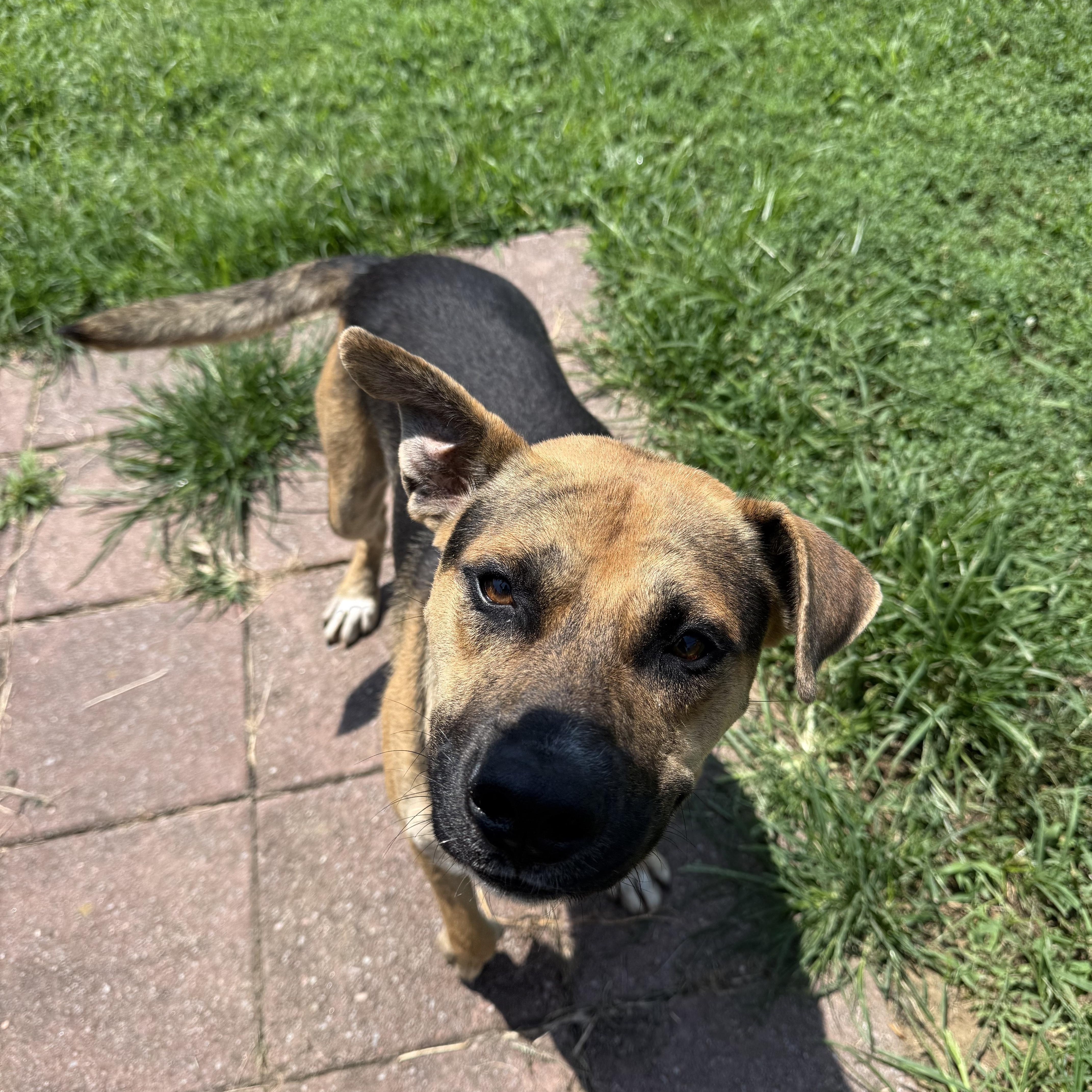 A young medium-sized male Bicolor Mixed Breed dog named Holt for adoption in Hendersonville, TN