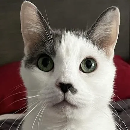 A senior small-sized male White Domestic Short Hair cat named Toby for adoption in Los Angeles, CA