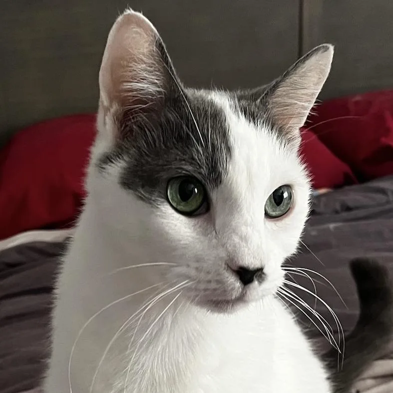Toby thumbnail 2