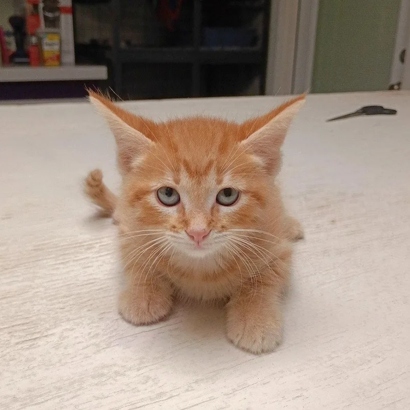 A baby medium-sized male Orange / Red Domestic Short Hair cat named Garfield for adoption in Dallas, TX