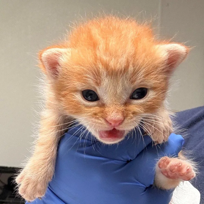 Garfield thumbnail 2