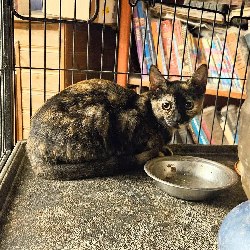 A baby medium-sized female Domestic Short Hair cat named Tegan for adoption in Tampa, FL