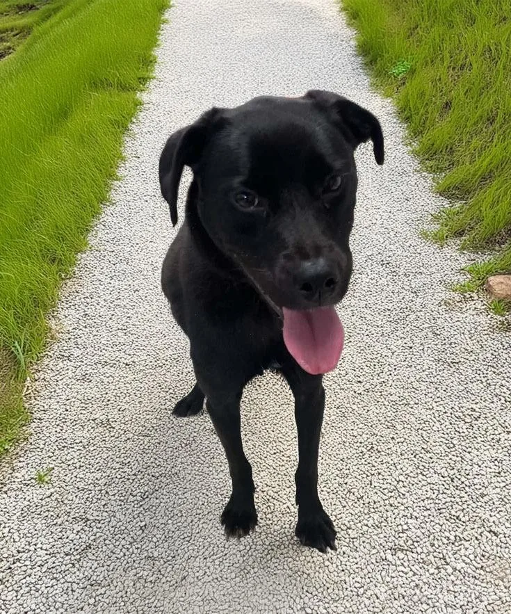 A young medium-sized female Retriever dog named Misha for adoption in Lavonia, GA