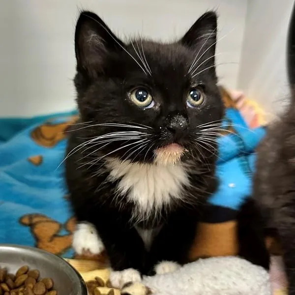 A baby small-sized male Domestic Short Hair cat named Jamaica for adoption in Walnut Creek, CA