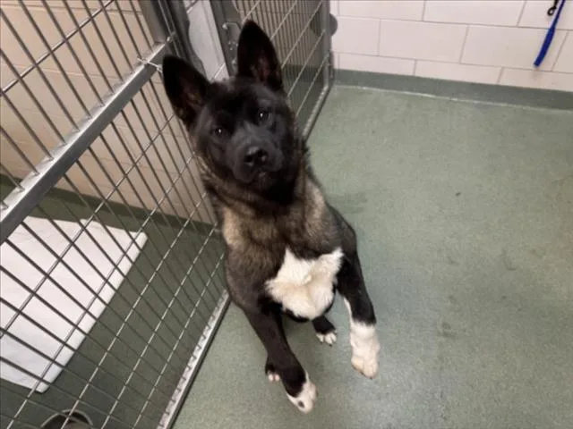 A young medium-sized female Mixed Breed dog named Kura for adoption in Santa Fe, NM