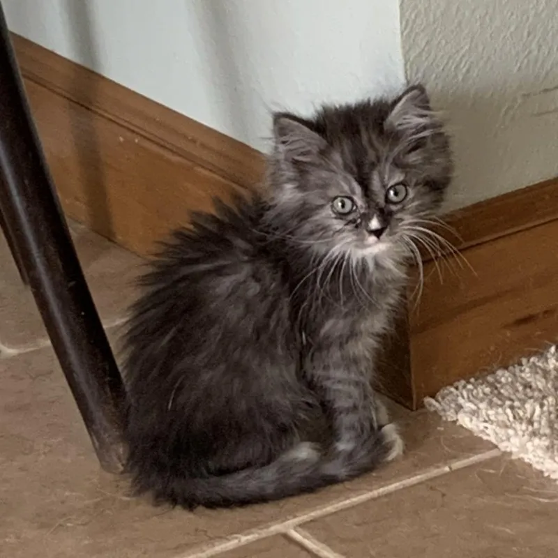 A baby small-sized male Persian cat named Quizzie for adoption in Tacoma, WA