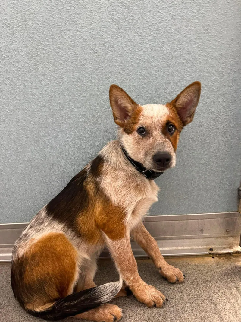A baby medium-sized male Merle (Red) Australian Cattle Dog / Blue Heeler dog named Banjo for adoption in Seward, NE