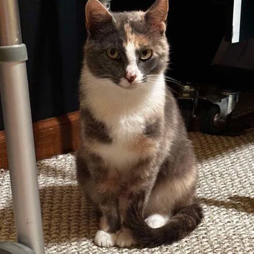 A young medium-sized female Dilute Calico Domestic Short Hair cat named Elena Gilbert for adoption in Tipp City, OH