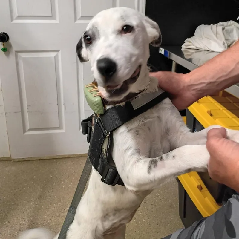 A young medium-sized female White / Cream Dalmatian dog named Cici for adoption in Wadena, MN