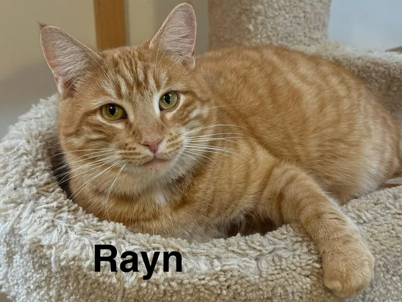 Rayn thumbnail 2