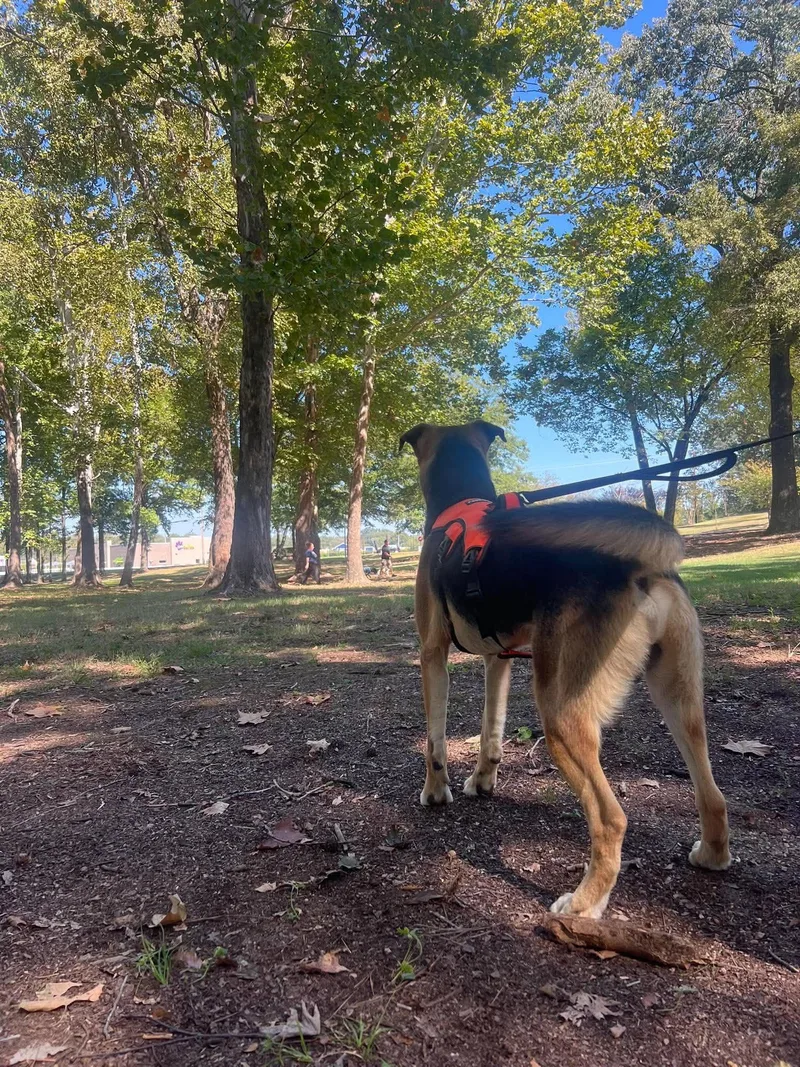 A young large-sized male German Shepherd Dog dog named Mork for adoption in Greeneville, TN