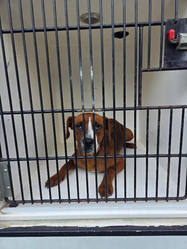An adult medium-sized female Brindle Mixed Breed dog named Tula for adoption in Mobile, AL