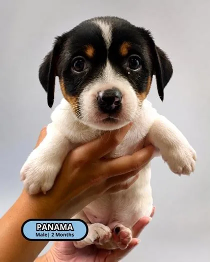 Panama thumbnail 2