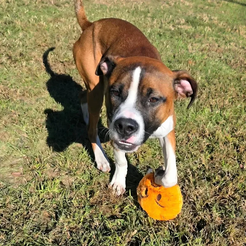 A young medium-sized male Red / Chestnut / Orange Boxer dog named Rocco for adoption in Anniston, AL