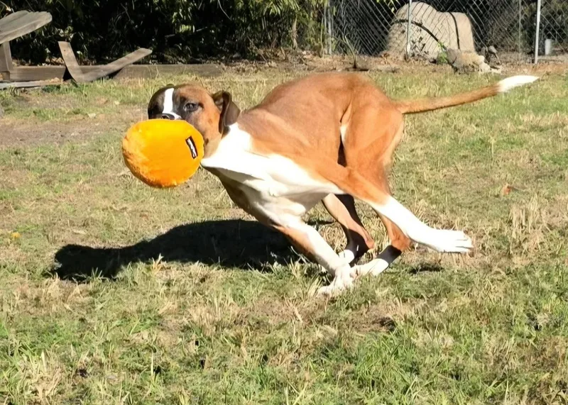 Rocco thumbnail 3