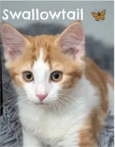A baby small-sized male Domestic Short Hair cat named Swallow Tail for adoption in Beacon, NY