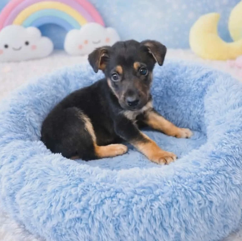 A baby medium-sized male Yellow / Tan / Blond / Fawn Mixed Breed dog named Opie for adoption in Brewton, AL