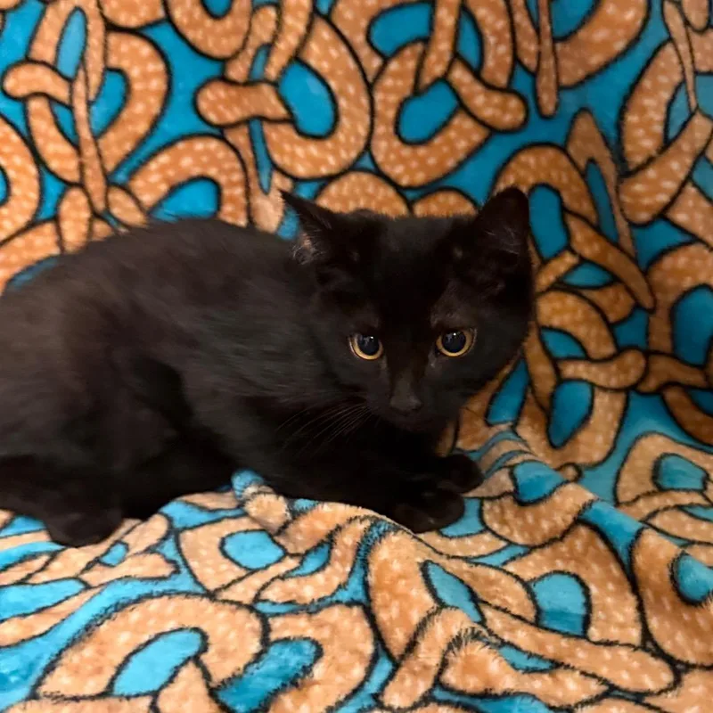 A baby small-sized male Black Domestic Short Hair cat named Ear Muff A for adoption in Newberg, OR