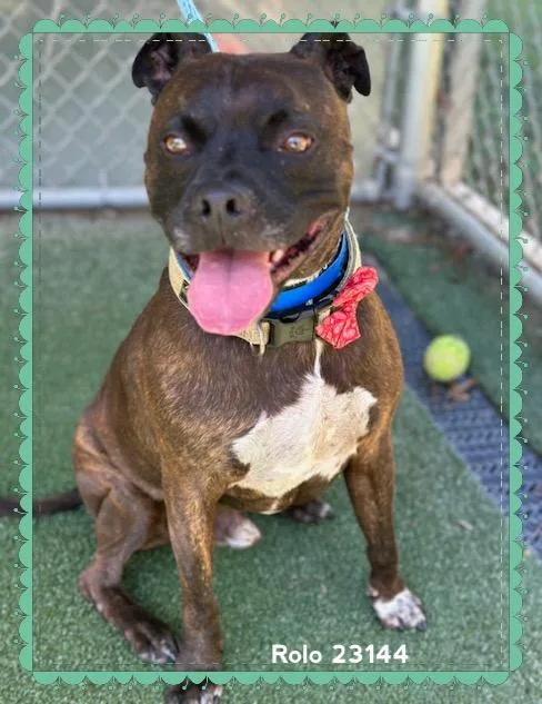 A senior medium-sized male Brindle Pit Bull Terrier dog named Rolo for adoption in Marietta, GA