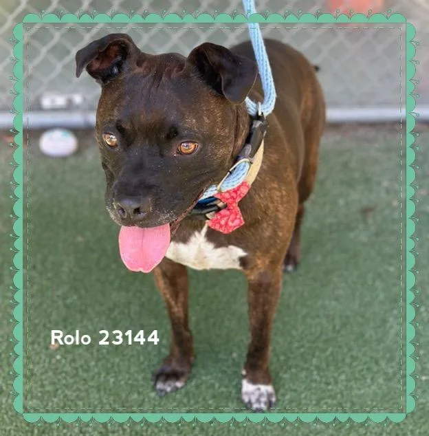 Rolo thumbnail 2