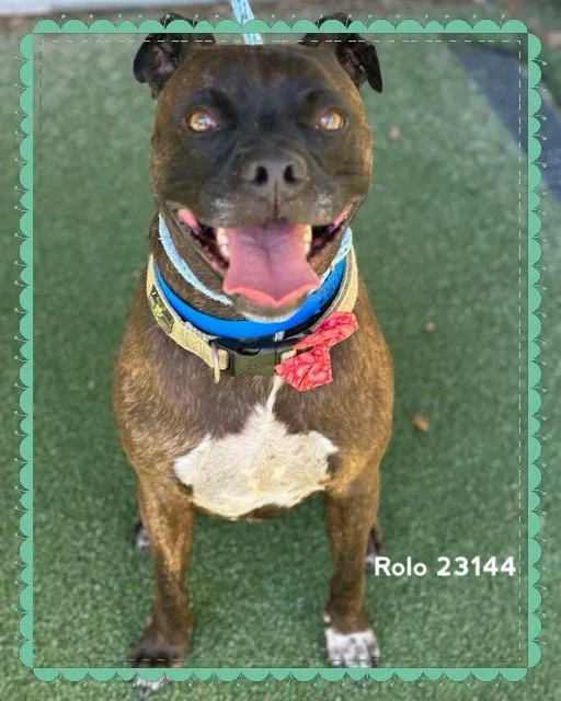 Rolo thumbnail 3