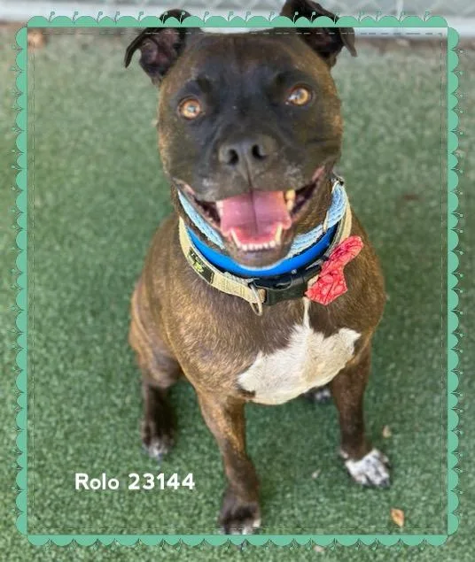 Rolo thumbnail 4