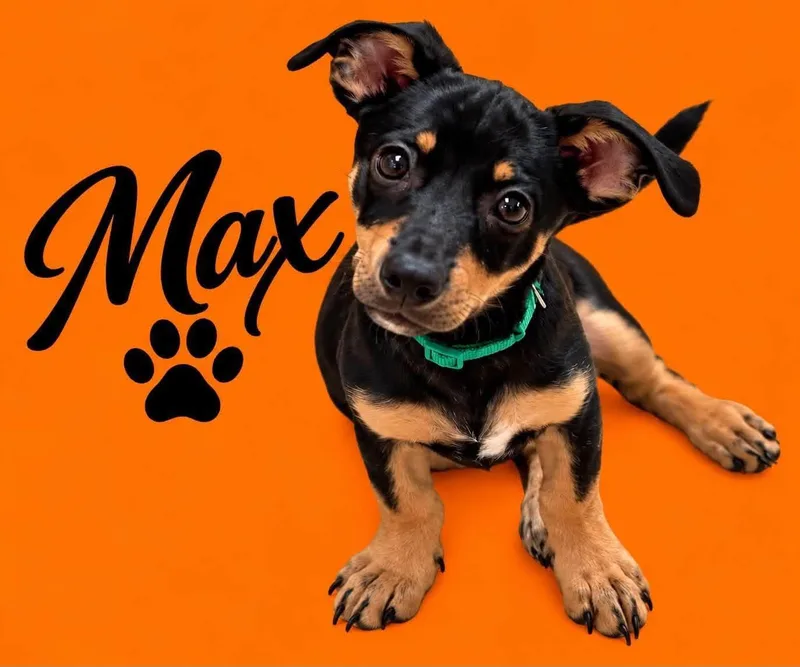 A baby small-sized male Rat Terrier dog named Max for adoption in Walker, LA