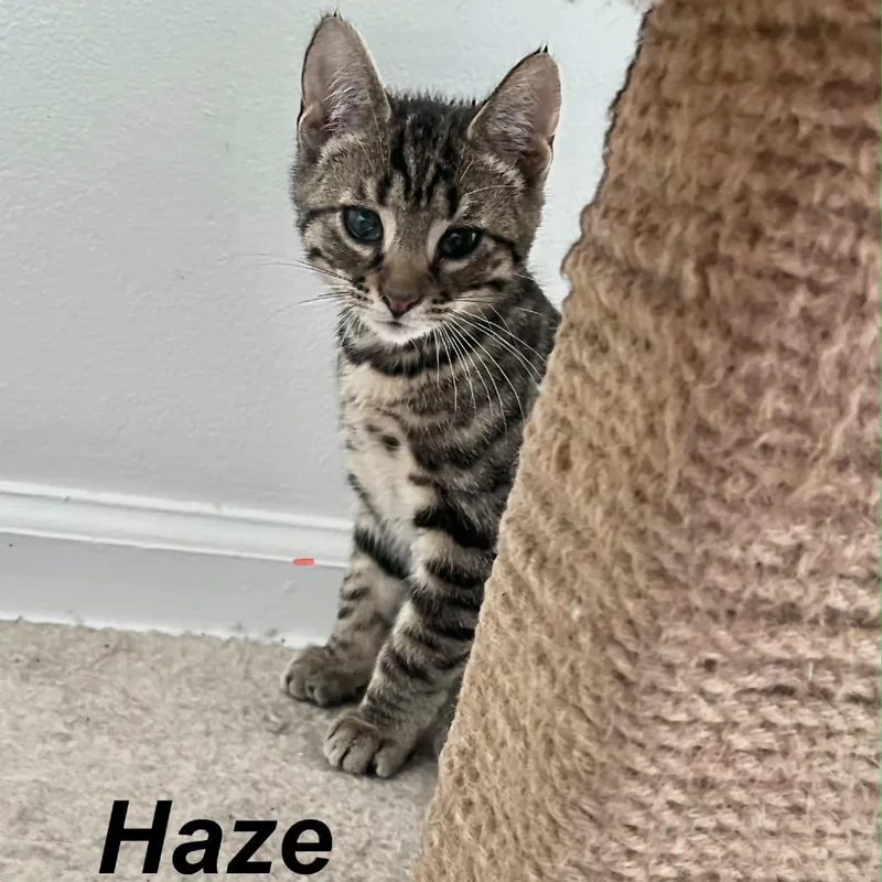 Haze