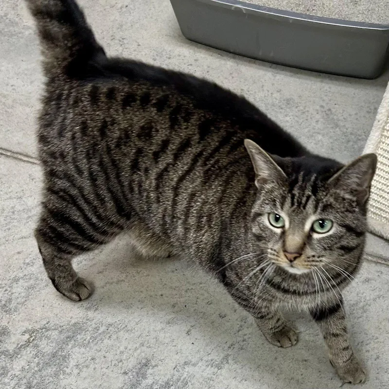 Miss Tedi thumbnail 2