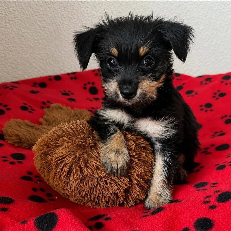 A baby small-sized male Black Terrier dog named Rebel for adoption in Las Vegas, NV