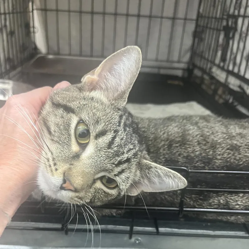 A young small-sized male Brown / Chocolate Domestic Short Hair cat named Keanu FFRA for adoption in Bismarck, ND