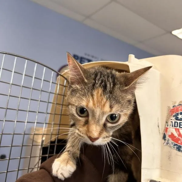 A young small-sized female Domestic Short Hair cat named Aviva for adoption in Des Moines, IA